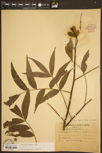 Carya aquatica image