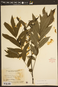 Carya aquatica image