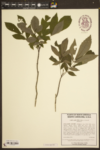 Carya aquatica image