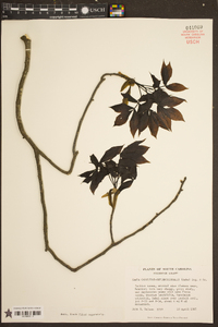 Carya carolinae-septentrionalis image