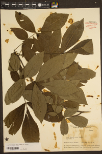 Carya glabra var. glabra image