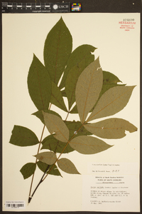 Carya pallida image