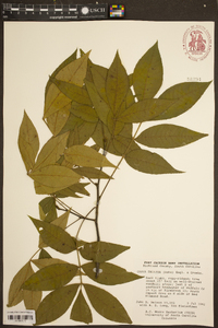 Carya pallida image