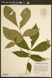 Carya pallida image