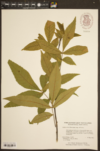 Carya pallida image