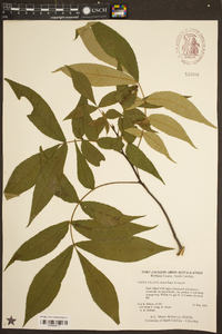 Carya pallida image