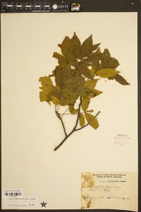 Carya pallida image