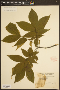 Carya pallida image