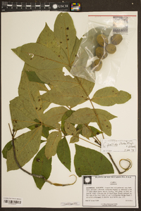 Carya pallida image