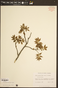 Carya pallida image