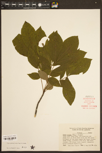 Carya pallida image