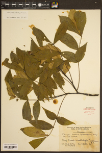 Carya pallida image