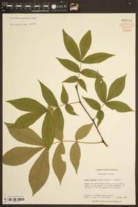 Carya pallida image