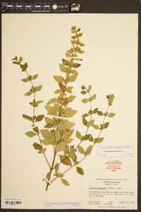 Clinopodium georgianum image