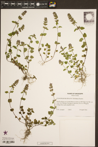 Clinopodium gracile image