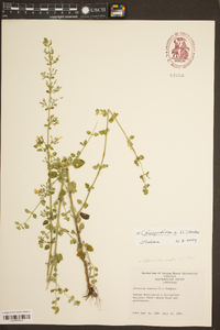 Calamintha nepeta subsp. nepeta image