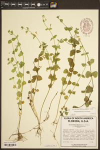 Clinopodium brownei image