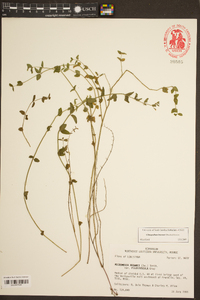 Clinopodium brownei image