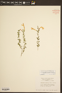 Clinopodium coccineum image