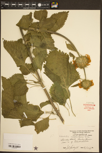 Leonotis nepetifolia image