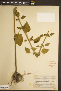 Leonotis nepetifolia image