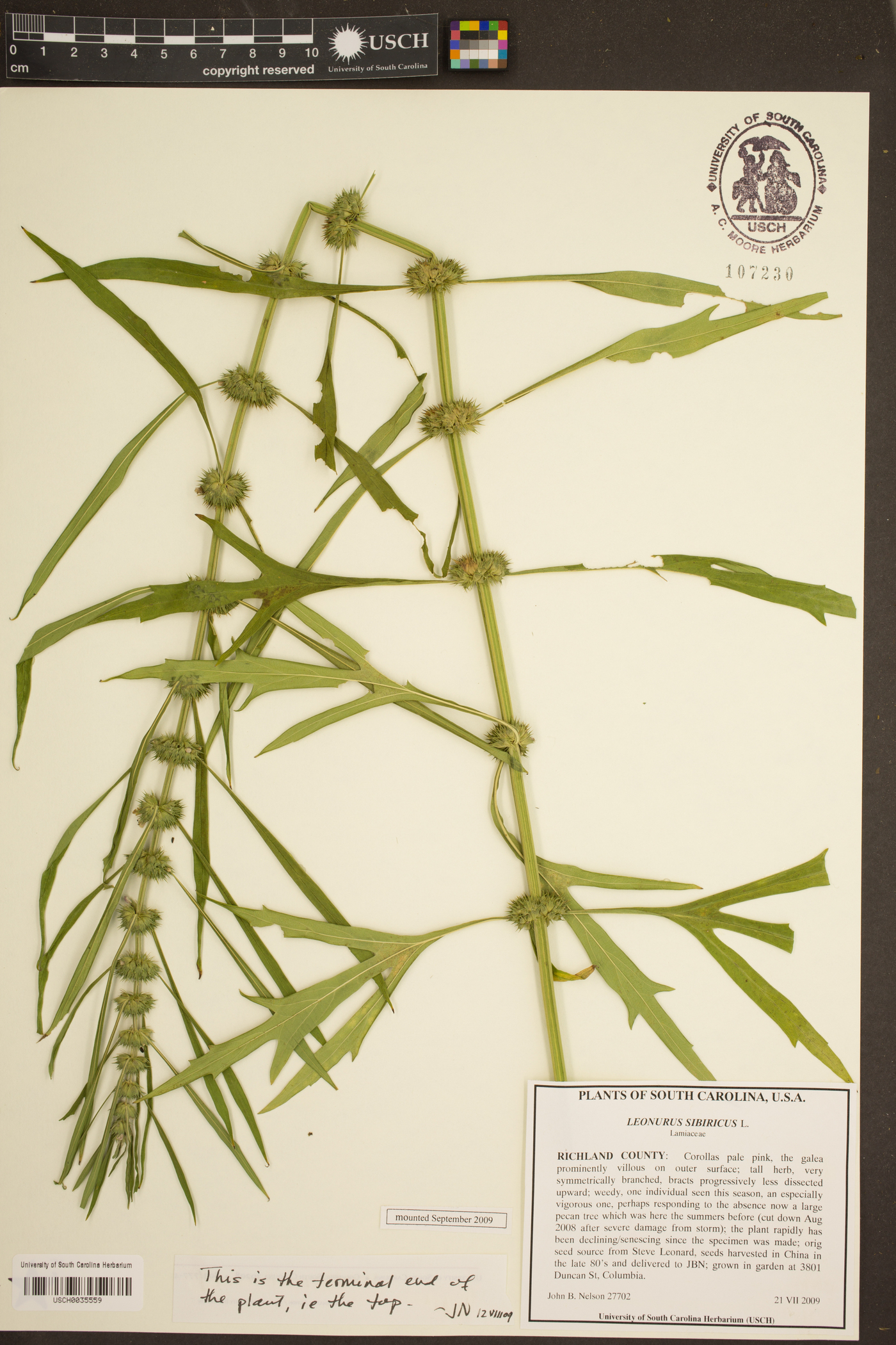 Leonurus sibiricus image
