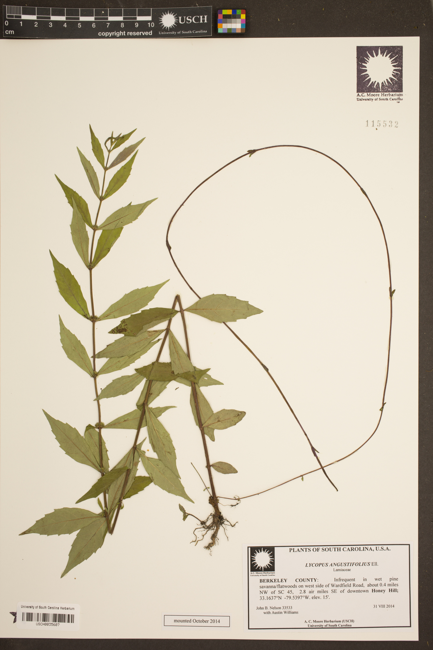 Lycopus angustifolius image