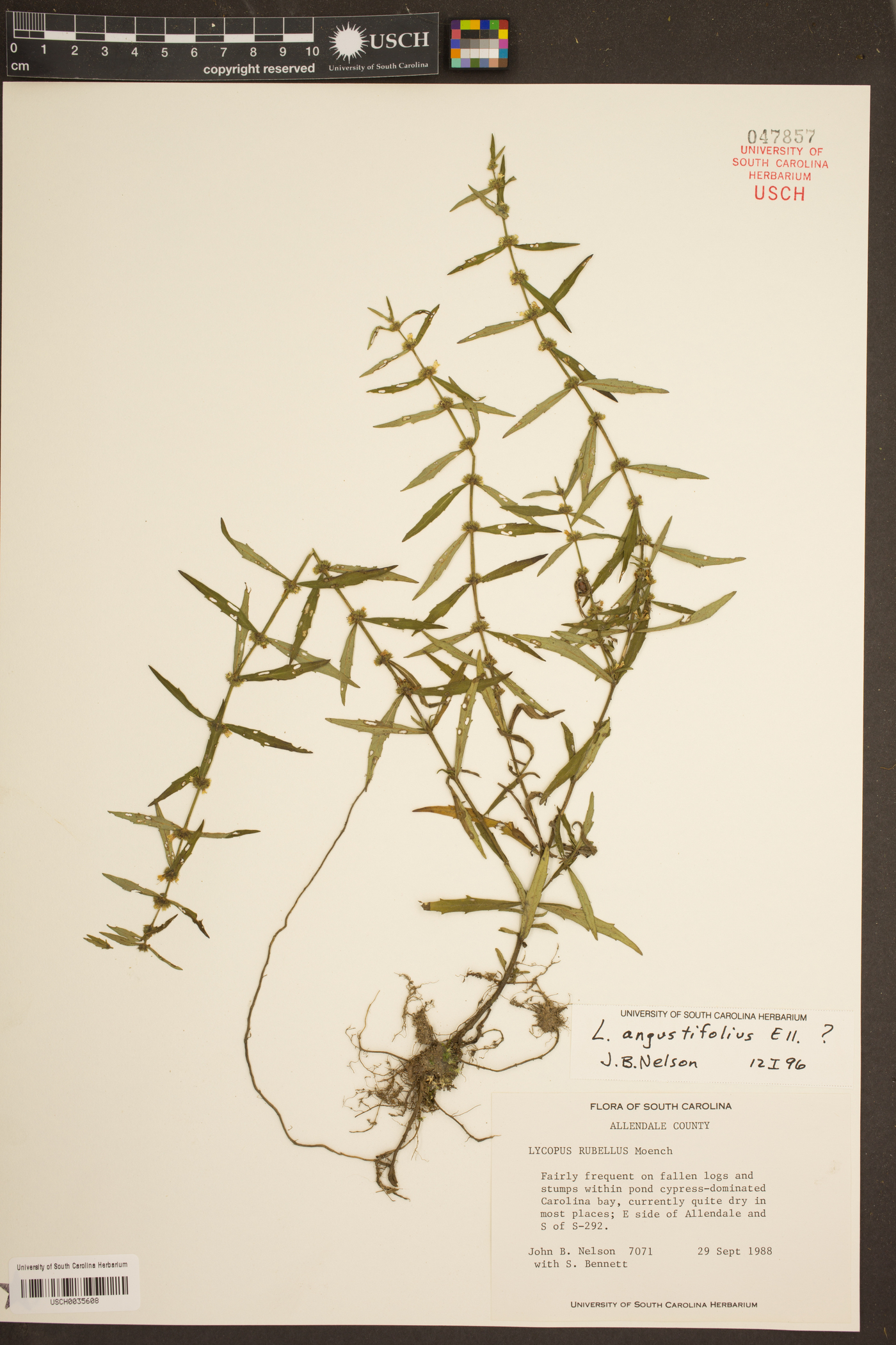 Lycopus angustifolius image