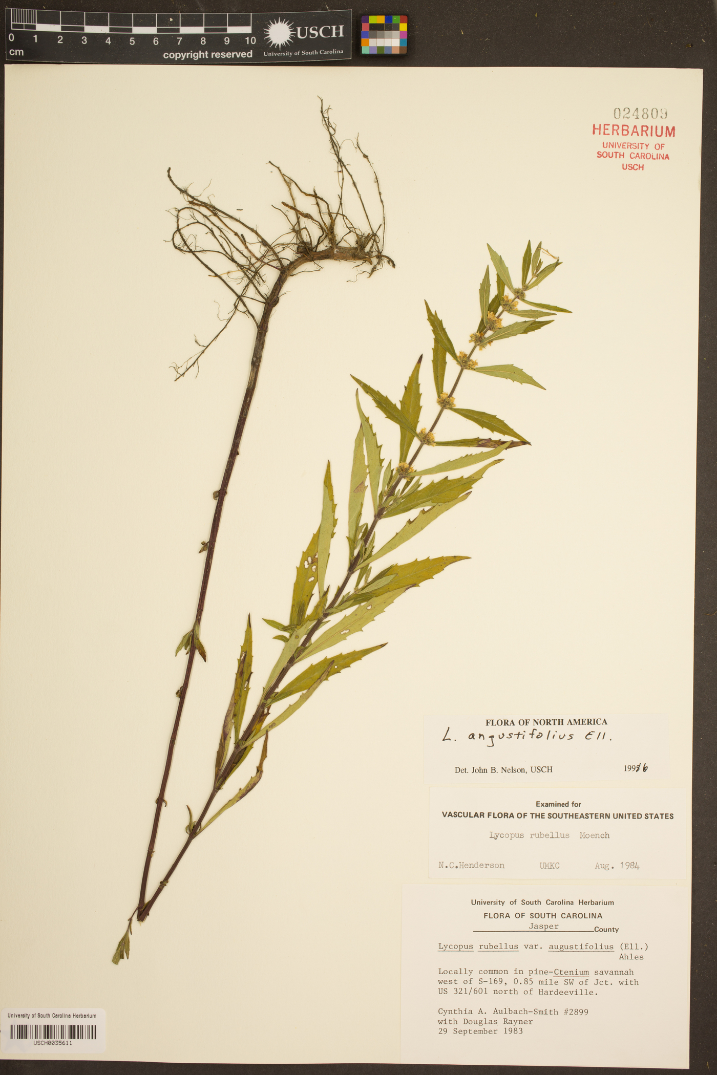 Lycopus angustifolius image