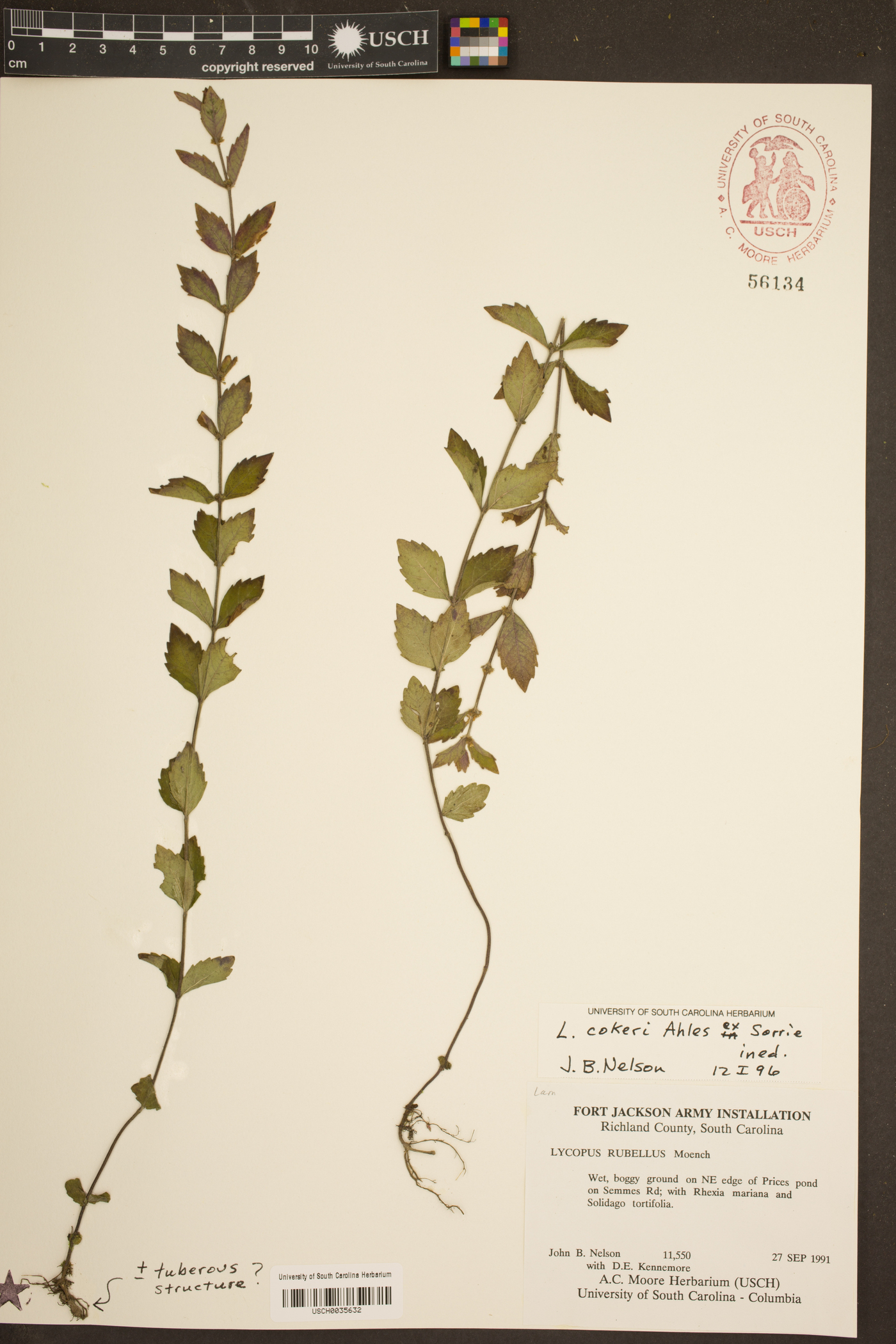 Lycopus cokeri image