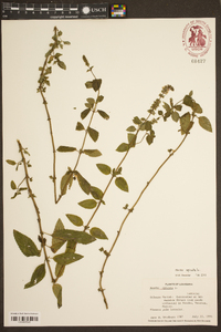 Mentha spicata image