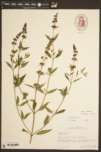 Mentha spicata image