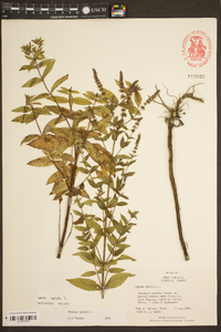 Mentha spicata image