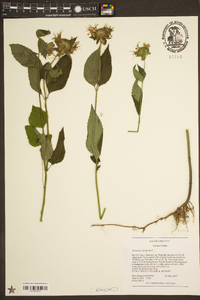 Monarda clinopodia image