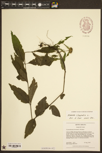 Monarda clinopodia image