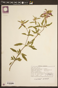 Monarda punctata image