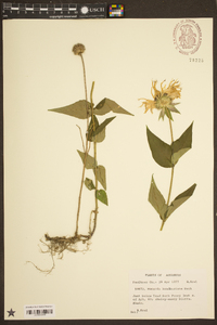 Monarda bradburiana image