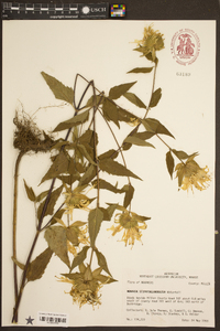 Monarda fistulosa subsp. fistulosa image