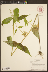 Monarda clinopodia image