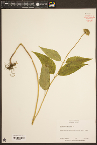 Monarda clinopodia image