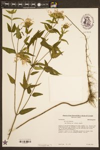 Monarda fistulosa var. mollis image