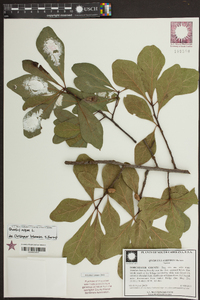 Quercus laurifolia image