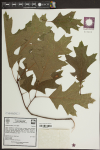 Quercus rubra var. rubra image