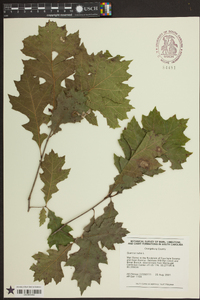 Quercus shumardii image