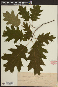 Quercus borealis image