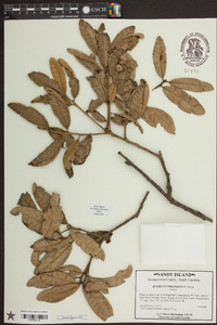 Quercus virginiana image