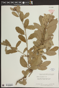 Quercus virginiana image