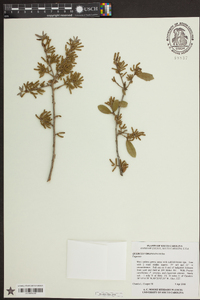 Quercus virginiana image