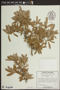 Quercus virginiana image