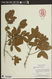 Quercus virginiana image